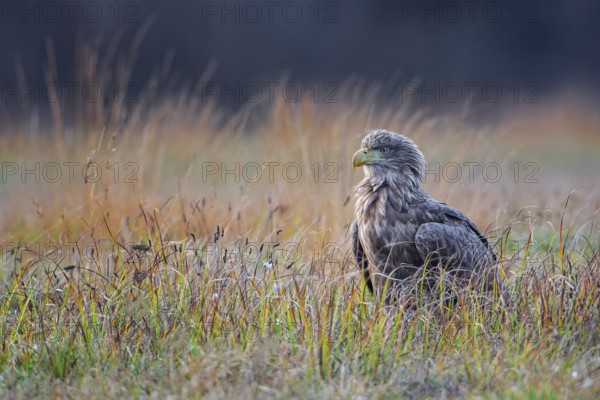 White-tailed Eagle (Haliaeetus albicilla) perched on the ground, Lodz, Poland