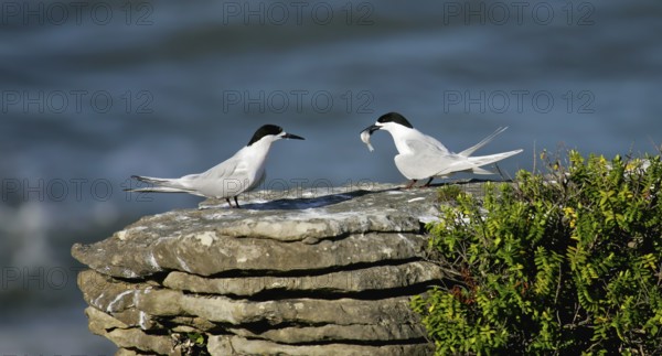 White-fronted Tern (Sterna striata) pair displaying, South Island, New Zealand