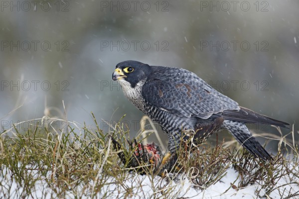 Peregrine Falcon, bird of prey sitting in grass during winter with snow, Germany. Falcon witch catch dove. Wildlife scene from snowy nature. Cold winter with bird. Falcon eating bird with plumage