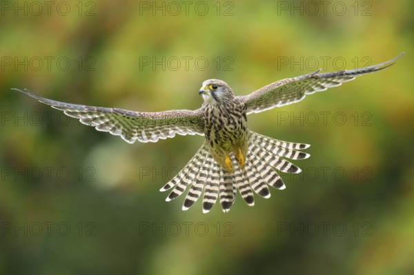 Common Kestrel (Falco tinnunculus) female flying, Lower Saxony, Germany