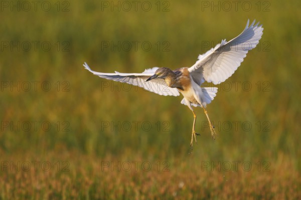 Squacco Heron (Ardeola ralloides) flying, Greece