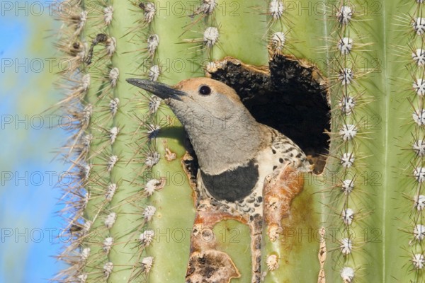 Gilded Flicker Colaptes auratus Tucson, Pima Co., ARIZONA, USA 29 April Adult Female Picidae