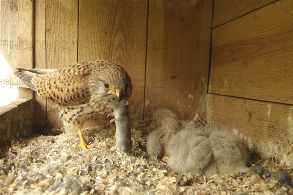Common Kestrel (Falco tinnunculus) female feeds chicks, Lower Saxony, Germany