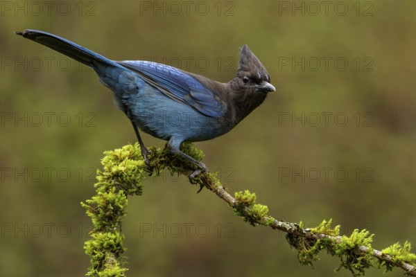 A Steller's Jay (Cyanocitta stelleri) perches on a mossy branch in Victoria, British Columbia, Canada