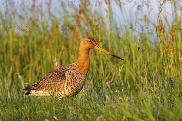 Black-tailed Godwit (Limosa limosa), Netherlands