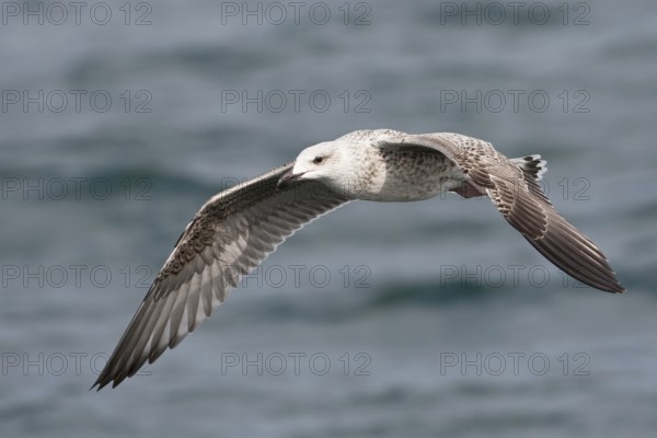 Great Black-backed Gull (Larus marinus) juvenile flying, North Sea, Germany