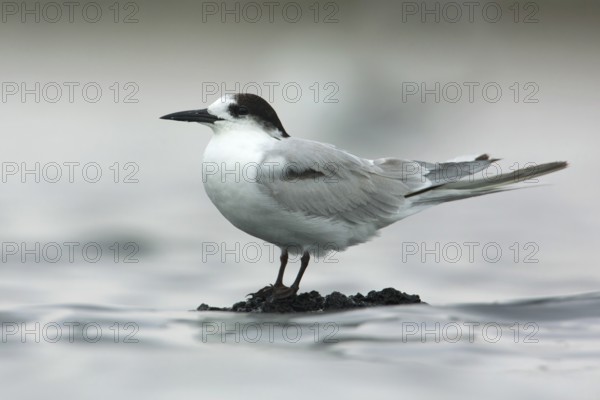 Common Tern-longipennis (Sterna hirundo longipennis), Victoria, Australia
