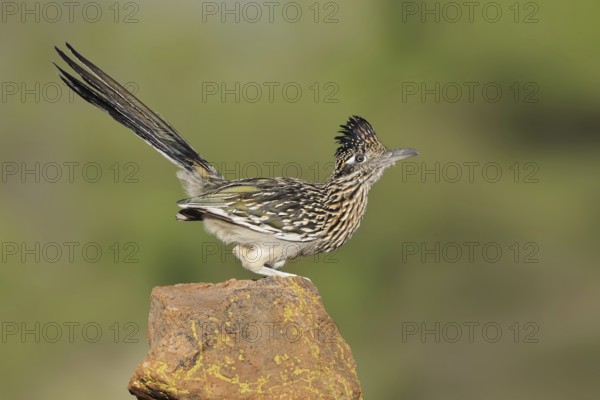 Greater Roadrunner (Geococcyx californianus), Arizona, USA