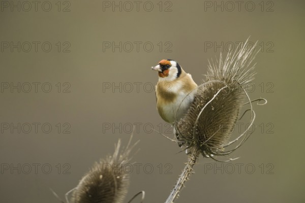 European Goldfinch (Carduelis carduelis), Rhineland-Palatinate, Germany