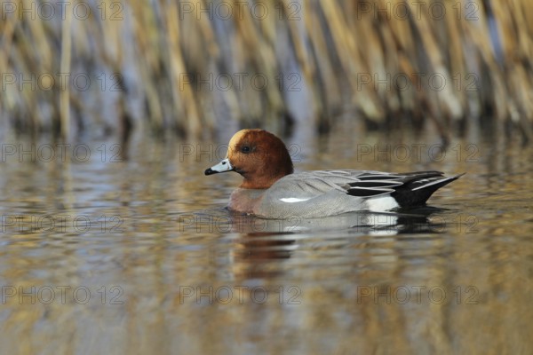 Eurasian Wigeon (Mareca penelope) male, Zurich, Switzerland