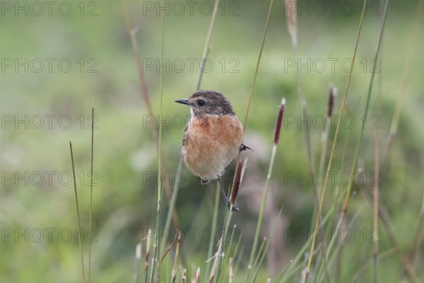 African Stonechat (Saxicola torquatus) male, Mount Aberdare, Kenya