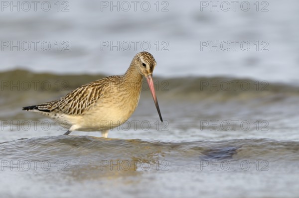 Pfuhlschnepfe (Limosa lapponica), Bar-tailed Godwit, Altvogel im Schlichtkleid, am Strand der Ostsee, auf Nahrungssuche in der Brandung, Oktober, Prerow, Nationalpark Vorpommersche Boddenlandschaft, Mecklenburg-Vorpommern, Ostsee, Deutschland