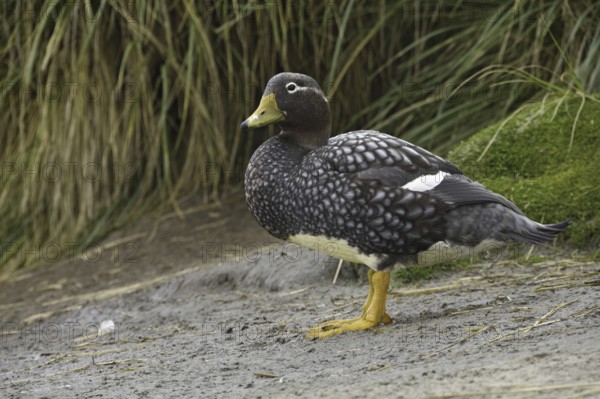 Flying Steamer Duck (Tachyeres patachonicus), Falkland Islands