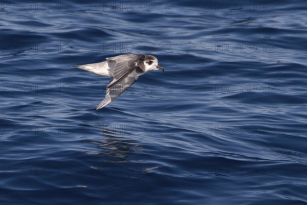 Blue Petrel (Halobaena caerulea), Southern Ocean, Antactica