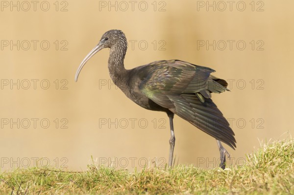 Glossy Ibis (Plegadis falcinellus), Drachten, Netherlands