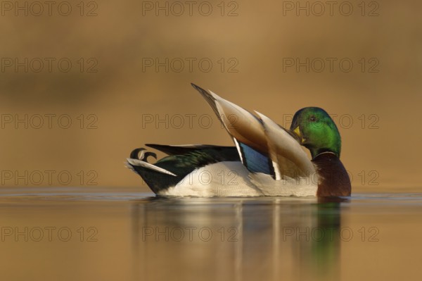 Mallard (Anas platyrhynchos) male, Utrecht, Netherlands