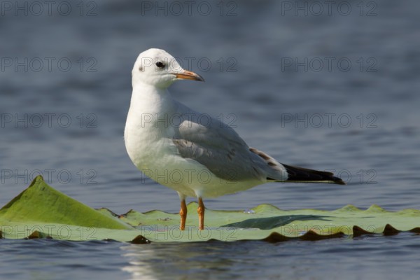 Black-headed Gull (Chroicocephalus ridibundus) perched on a leaf of a water lily, Bueng Boraphet, Thailand