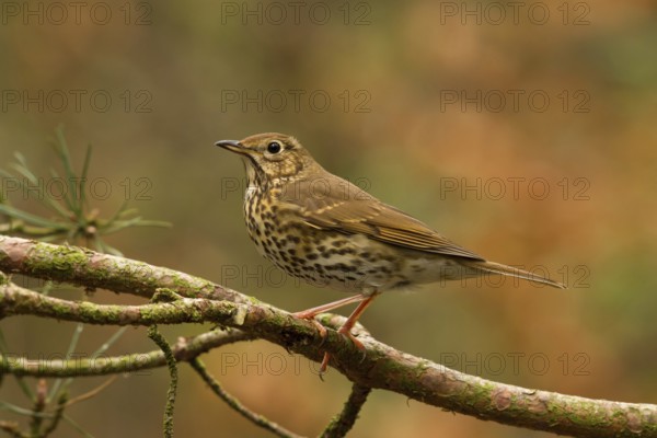 Song Thrush (Turdus philomelos), Utrecht, Netherlands