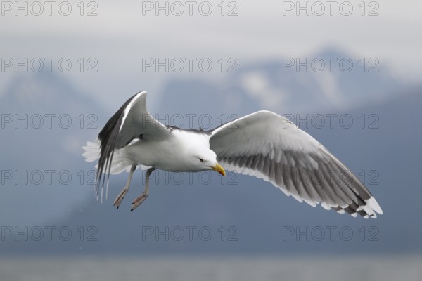 Mantelmöwe; lat. Larus marinus; im Flug schräg von vorn über dem Wasser mit den Romsdalalpen im Hintergrund