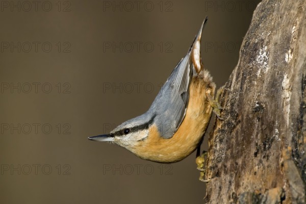 Eurasian Nuthatch (Sitta europaea), Saxony-Anhalt, Germany