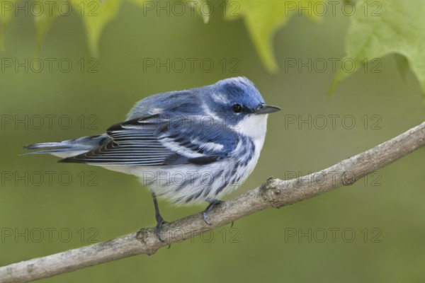 Cerulean Warbler (Setophaga cerulea), Ontario, Canada