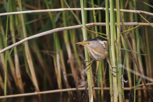 Little Bittern (Ixobrychus minutus) male, Greece