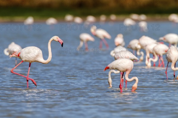 Greater Flamingo (Phoenicopterus roseus), Castile-La Mancha, Spain