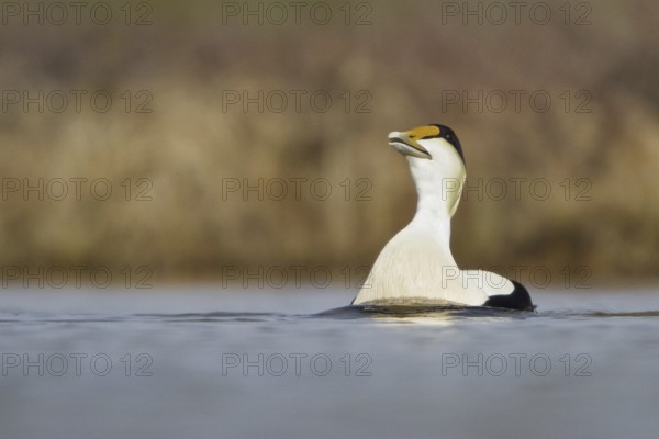 Common Eider (Somateria mollissima) male, Manitoba, Canada