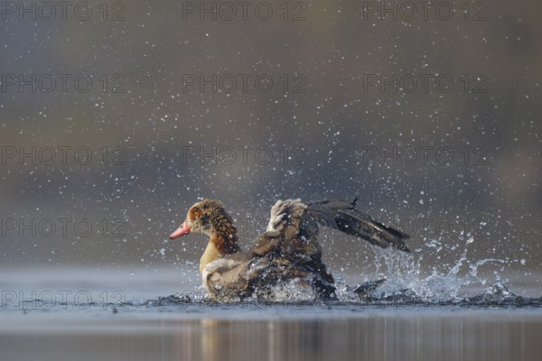 Egyptian Goose (Alopochen aegyptiaca) bathing, North Rhine-Westphalia, Germany
