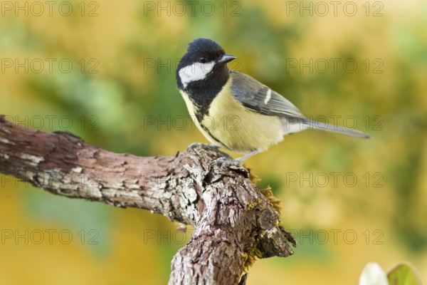 Great Tit (Parus major), perched on a branch, Galicia, Spain