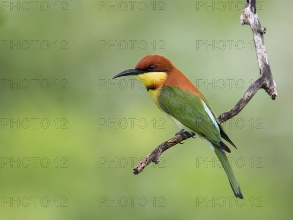 Chestnut-headed Bee-eater (Merops leschenaulti), Sri Lanka