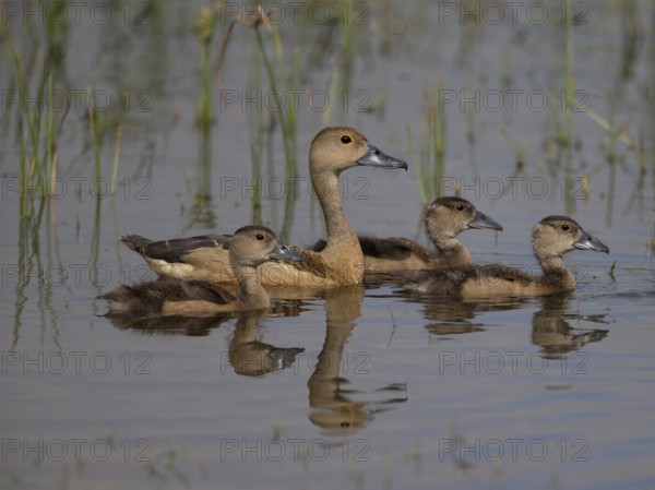 Lesser Whistling Duck (Dendrocygna javanica) with chicks, Sri Lanka