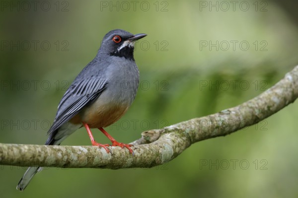 Red-legged Thrush (Turdus plumbeus) perched on a branch in Cuba