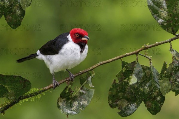 Red-capped Cardinal (Paroaria gularis) perched on a branch in Manu National Park, Peru