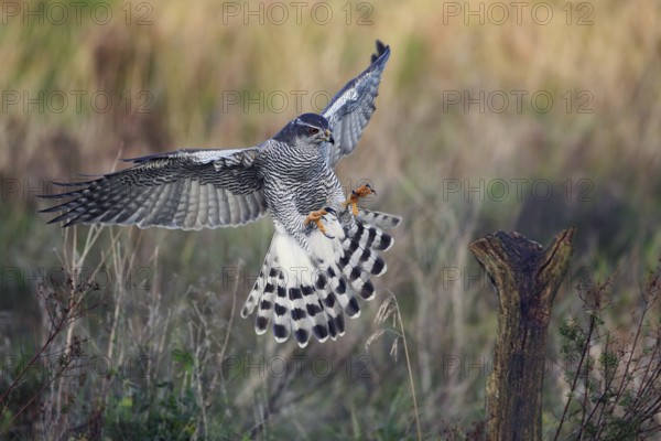Habicht, lat. Accipiter gentilis, im Landeanflug auf einen Weidepfahl im Abendlicht