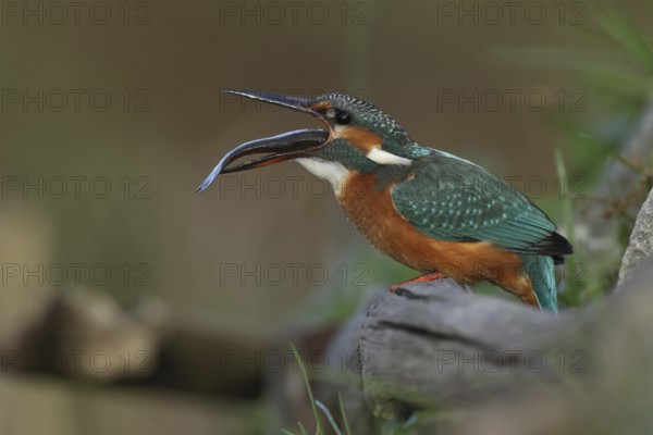 Common Kingfisher (Alcedo atthis) female with fish prey in its beak, Bavaria, Germany