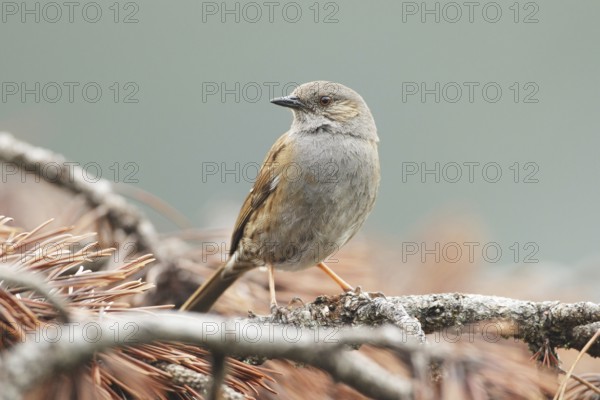 Dunnock (Prunella modularis) male, Switzerland