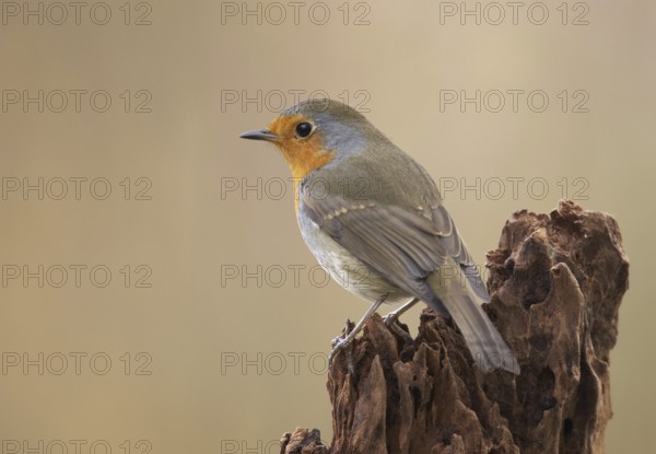 European Robin (Erithacus rubecula), Mecklenburg-Western Pomerania, Germany