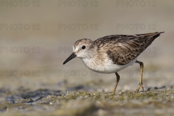 Least Sandpiper (Calidris minutilla), Florida, USA