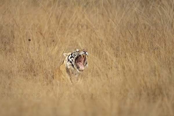 Bengal tiger (Panthera tigris tigris), lying in tall grass, yawning, showing tongue and teeth, Bandhavgarh National Park, Bahannara, Manpur, Madhya Pradesh, India