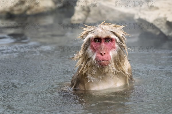 Japanese macaque (Macaca fuscata), wet, bathing, in winter, Jigokudani Snow Monkey Park, Yamanouchi, Shimotakai, Nagano Prefecture, Japan