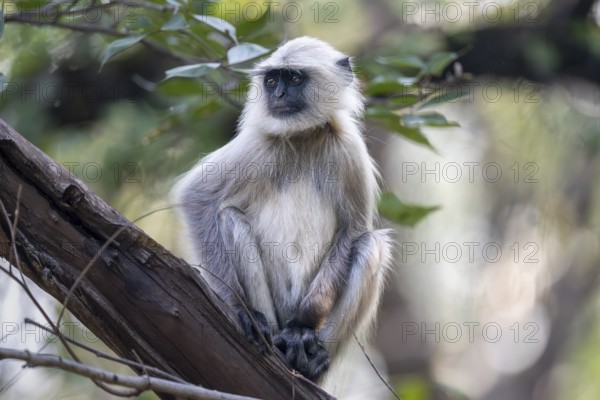 Northern plains gray langur (Semnopithecus entellus), sitting on tree, Bandhavgarh National Park, Bahannara, Manpur, Madhya Pradesh, India