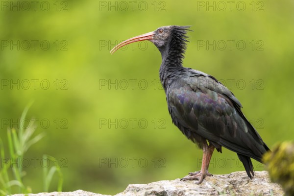 Northern bald ibis (Geronticus eremita) sitting on a rock, Bavaria, Germany