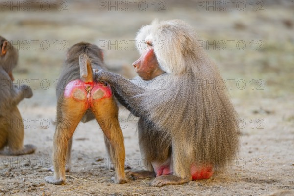 Hamadryas baboon (Papio hamadryas) delouse each other, captive, Zoo Augsburg, Germany