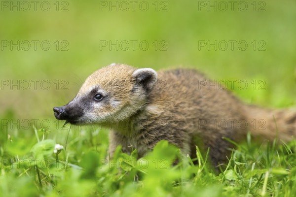 South American coati (Nasua nasua) youngster standing on the ground, captive, Zoo Augsburg