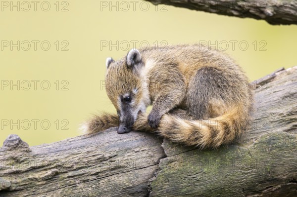 South American coati (Nasua nasua) youngster on an old tree trunk, captive, Zoo Augsburg