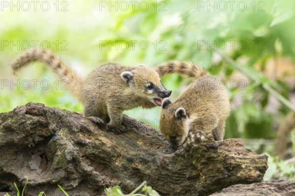 South American coati (Nasua nasua) youngsters on an old tree trunk, captive, Zoo Augsburg