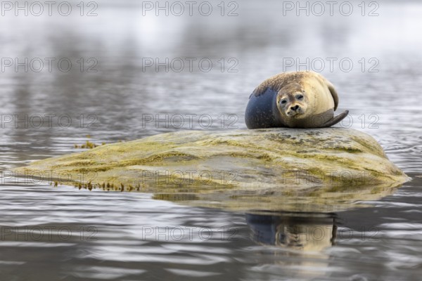 Harbour seal (Phoca vitulina) lying on a stone in the water, Mammals (Mammalia), Gravnesodden, Spitsbergen, Svalbard