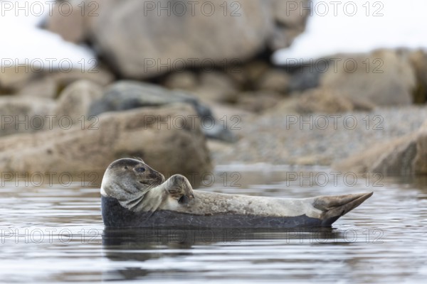 Harbour seal (Phoca vitulina) lying on a stone in the water, Mammals (Mammalia), Smeerenburgbreen, Spitsbergen, Svalbard