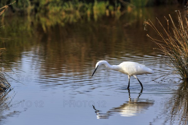 Little Egret (Egretta garzetta) in the pond, looking for food, Pont de Gau Bird Park, Camargue, France